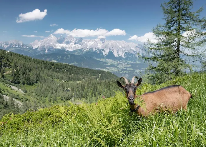 Johann 4* Schladming